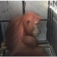 orangutan-sumatera-hasil-sitaan-brimob-dievakuasi