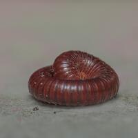 alun-alun-nikonian---part-14