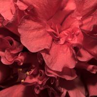 alun-alun-nikonian---part-14