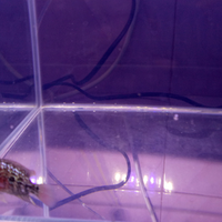 new-all-about-louhan