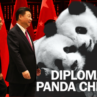diplomasi-panda-china-di-indonesia