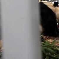 lucunya-penampakan-panda-yang-baru-sampai-di-jakarta