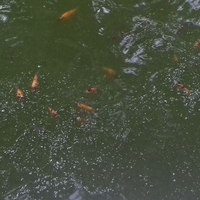 cara-budidaya-ikan-nila-yang-baik