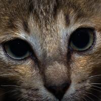 alun-alun-nikonian---part-14