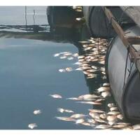 ini-penyebab-ratusan-ton-ikan-di-cianjur-mati-mendadak