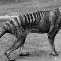 7-binatang-punah-yang-ingin--dibangkitkan--kembali-oleh-ilmuwan