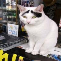 nonton-video-kucing-ampuh-usir-ngantuk-daripada-minum-kopi