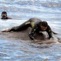 aksi-dramatis-angkatan-laut-selamatkan-gajah-yang-hampir-tenggelam-di-lautan