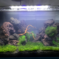 aquascape-for-everyone-learning-and-sharing---part-3