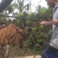 pengungsi-erupsi-gunung-agung-bolak-balik-urus-ternak