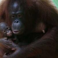 toti-orang-utan-lahirkan-anak-pertamanya-di-batu-secret-zoo