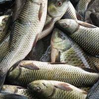 thug-fish-got-question-for-hooman