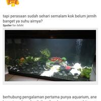 new--freshwater-fish-lounge---part-3