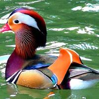 mandarin-duck-bebek-paling-lucu-dan-cantik-di-dunia