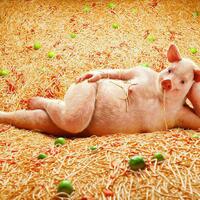 kasus-kasus-yang-melilit-habib-rizieq-shibab