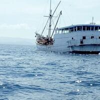 kawanan-buaya-adang-polisi-saat-mengejar-mafia-pembalakan-liar