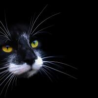 sisi-spiritual-kucing-dari-berbagai-penjuru