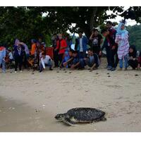 penyu-belimbing-di-taman-kili-kili-cari-generasi-penerus