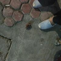 dear-diary--new-chapter---part-11