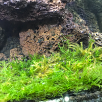 aquascape-for-everyone-learning-and-sharing---part-3