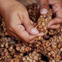 kopi-luwak-bali-termahal-di-indonesia