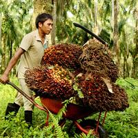 presiden-tanam-bibit-peremajaan-kelapa-sawit
