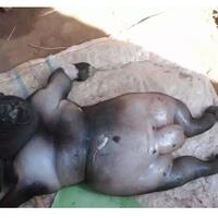 anak-kambing-mirip-manusia-hebohkan-warga-sumenep