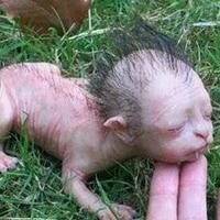 viral-bayi-hasil-perkimpoian-silang-manusia-dengan-singa-cekidott-gan