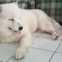 samoyed-lovers-come-in