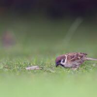 alun-alun-nikonian---part-14