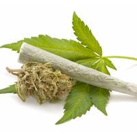 pemilik-386-kilogram-ganja-ditembak-mati