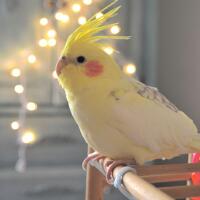 kenalin-gan-burung-falk-cockatiel---si-pintarsexycantik-dan-menyenangkan--wow