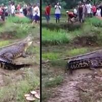 usai-hujan-deras-dan-sawah-tergenang-buaya-itu-muncul-di-pematang-sawah