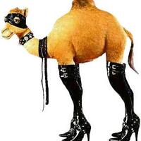 saudi-man-sentenced-to-1000-lashes-for-performing-oral-sex-on-a-camel