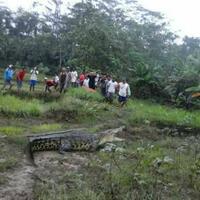 buaya-sungai-luk-ulo-munggah-sawah-kejar-kejar-warga