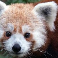 deretan-hewan-imut-ini-ternyata-bisa-bunuh-manusia