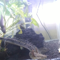 polypterus-aka-palmas-lounge-part-ii-ask-sharing--post-your-bichir-here---part-1