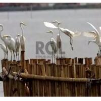 kasus-penembakan-burung-kuntul-di-sumbar-dilimpahkan-ke-klhk