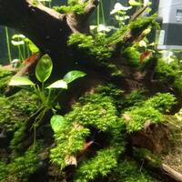 aquascape-for-everyone-learning-and-sharing---part-3