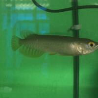 arowana--new-thread----part-1