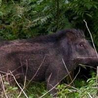 diseruduk-babi-pantat-sejon-luka-parah