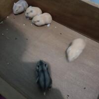 new-hamster-lovers---part-3