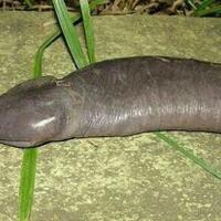 disaat-kids-jaman-now-have-fun--ini-kid-malah-adu-nyawa-with-snake