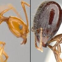 deretan-spesies-binatang-baru-yang-bentuknya-bikin-geli