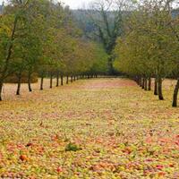 diterjang-badai-ophelia-kebun-apel-ini-bak-berkarpet-buah