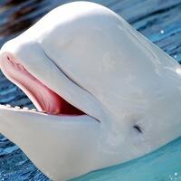 6-teknologi-canggih-yang-sebelumnya-telah-dimiliki-hewan