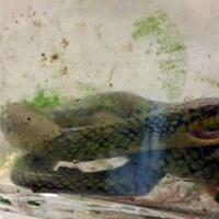 bikin-kaget-bayi-17-bulan-gigit-ular-berbisa-sampai-mati