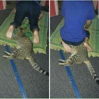 selain-lucu-dan-menggemaskan-perilaku-kucing-juga-bisa-menyebalkan