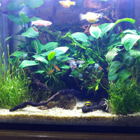 aquascape-for-everyone-learning-and-sharing---part-3