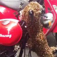 serbu-kawasan-perkantoran-gerombolan-lebah-bersarang-di-setang-sepeda-motor
